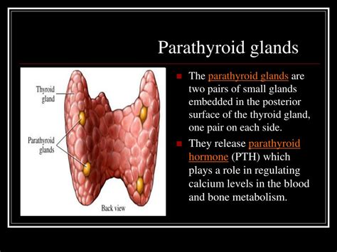 Structure And Function Of Parathyroid Gland