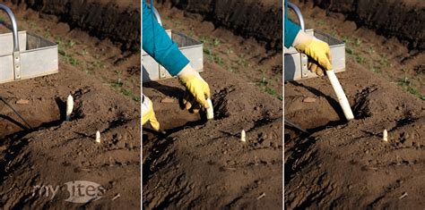 Cultivation and Harvesting of Asparagus | myBites