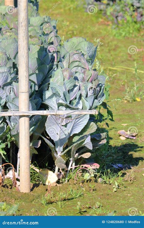 Fresh Collard Greens Growing Stock Photo - Image of garden, leaf: 124820680