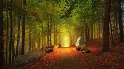 Landscape Photography Of Forest With Path 4K HD Nature Wallpapers | HD Wallpapers | ID #45121