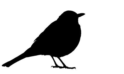 Blackbird Silhouette Free Stock Photo - Public Domain Pictures