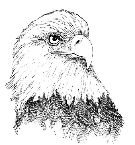 Allen Ellender School — Where Eagles Soar | Eagle art, Clip art black and white, Eagle head ...