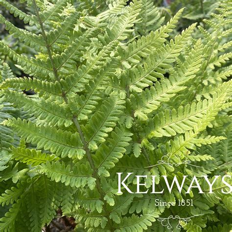 Dryopteris filix-mas - Kelways Plants Ltd