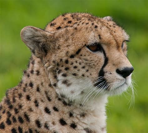 Close-up of a Cheetah · Free Stock Photo