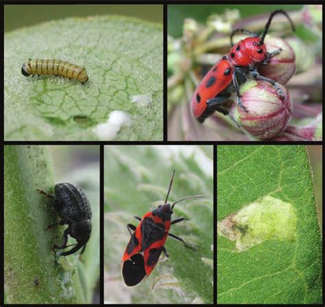 Images of the typically most abundant insect herbivores on common... | Download Scientific Diagram