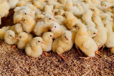 Starting a Flock with Baby Chicks | EcoFarming Daily