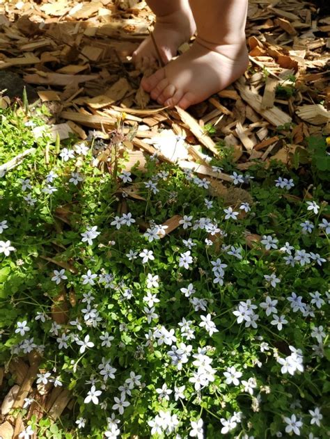 Blue Star Creeper Ground Cover | Gardening blog, Ground cover, Garden