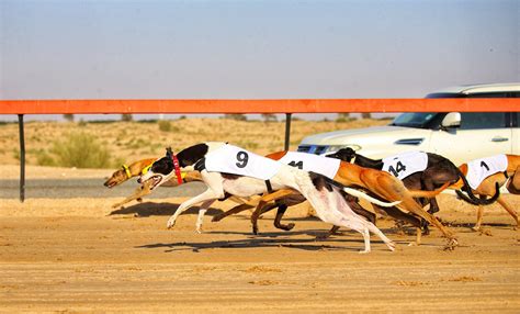 Fastest salukis across GCC crowned at 15th Saluki Championship in Dubai ...