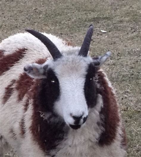 Jacob Sheep - Our Core Flock | BEAR CREEK FARM - Purveyors of all natural, free grazing heritage ...