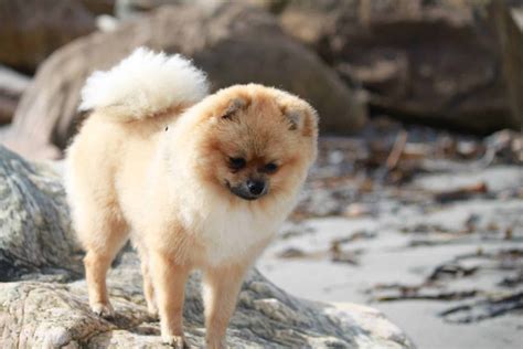 The Top 5 Pomeranian Haircut Styles for 2019 | Pomeranian haircut, Pomeranian puppy, Pomeranian