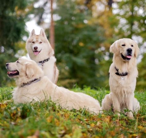 Cute Golden Retriever Husky Mix Puppies For Sale - l2sanpiero