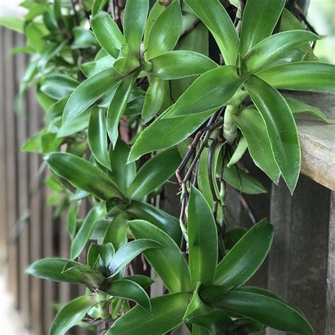 Foliage Follow-Up: Basket plant