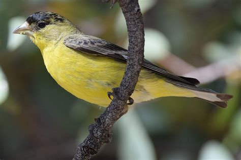 15 Best Birds to Watch for in Colorado