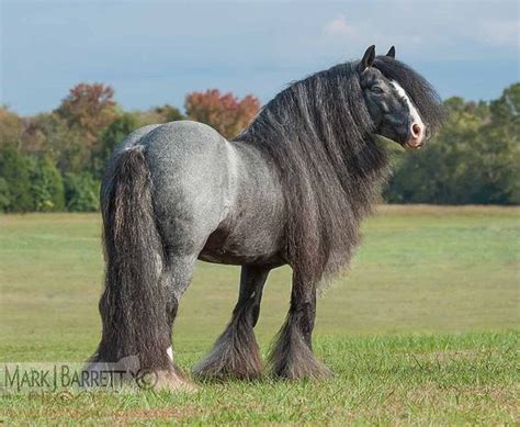 POMPEII - BLUE ROAN GYPSY VANNER STALLION #GypsyVannerHorses | GYPSY ...