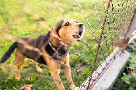 15 Dog Fence Ideas for Your Backyard - Tractive