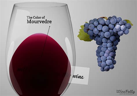 The Mourvedre Wine Guide | Wine Folly