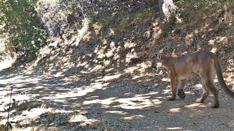 Mountain Lion Conservation Research | Midpeninsula Regional Open Space ...