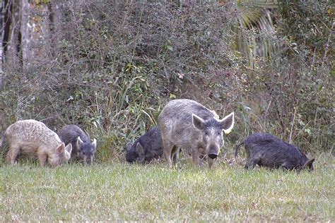 Wild pigs on Highway 40 in Silver Springs - Ocala-News.com