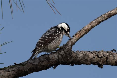 red-cockaded woodpecker ii, Fred Babcock – Cecil Webb stat… | Flickr