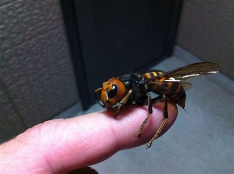 The Japanese Giant Hornet, aka the "Sparrow Bee". (Vespa Mandarinia ...