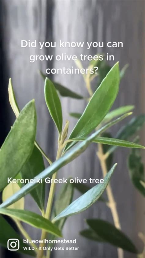 Container Gardening Ideas - Greek Olive Tree | Container gardening ...