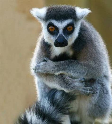 Funny Animals: Funny Lemur