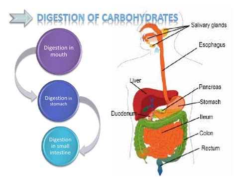 Nutrient Digestion And Absorption Diagram