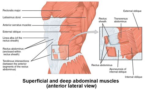 Axial Muscles of the Abdominal Wall and Thorax | Anatomy and Physiology I