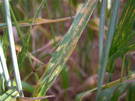 Managing stripe rust and leaf rust in wheat in Western Australia | Agriculture and Food