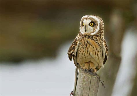 Owls In Hawaii: 2 Species Are A Lot Better Than One