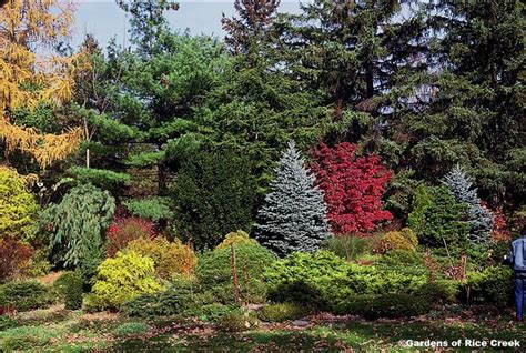 Natural Privacy Screen for Your Outdoor Space