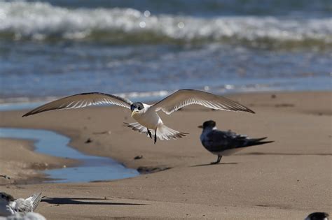 20+ years of commitment and effort to save our migratory shorebirds - Environment & liveability ...