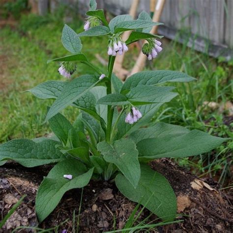 Russian Comfrey 'Bocking 14' - Spencer Creek Nursery