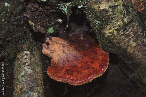 Top view of Fistulina hepatica mushroom (a.k.a. beefsteak fungus). Edible mushroom, rich in ...