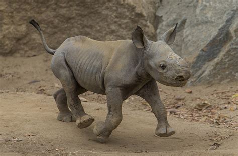 This Critically Endangered Baby Rhino Is An Adorable Addition To A ...