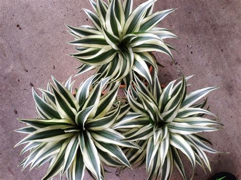 My Life of Plants: Dracaena Janet Craig Compacta and Variegated Compacta