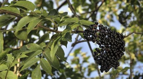 Sambucus canadensis: Systematics, Habitat, Cultivation