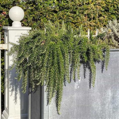 9 Best Trailing Plants for Evergreen Winter Hanging Baskets