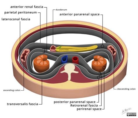 Abdominal spaces and fascias | Radiology, Radiology imaging, Retroperitoneal space