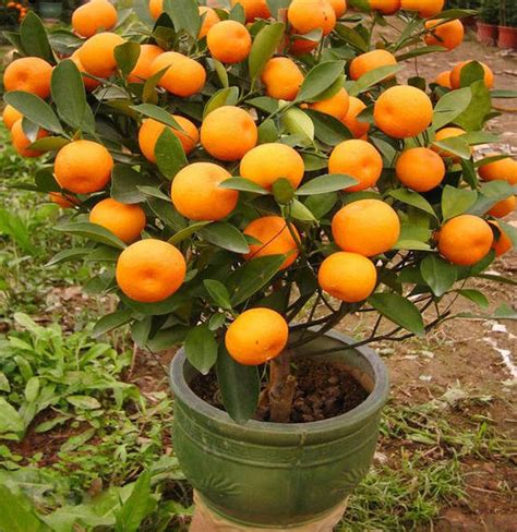 10 Mandarin Orange Tree Seeds Citrus Reticulata 'blanco' Ornamental ...