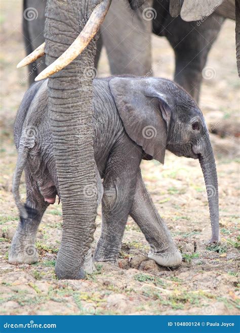 Adorable Newborn Elephant Calf Standing with Mothers Trunk As Protection in South Luangwa Stock ...