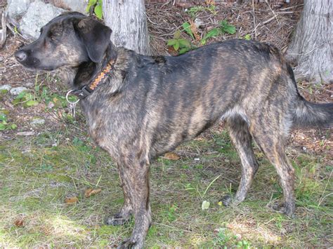 Treeing Tennessee Brindle Dog Breed & Info, Pics, & More