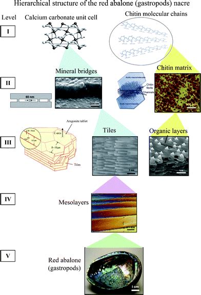 Hierarchical structure and mechanical properties of nacre: a review - RSC Advances (RSC ...