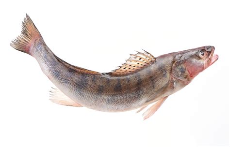 Can You Eat Sauger? - Fishmasters.com