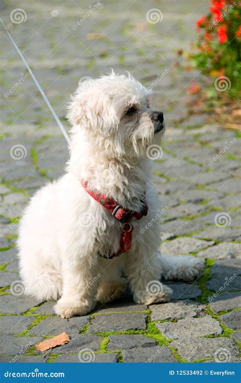 Small dog on a leash stock photo. Image of portrait, doggy - 12533492