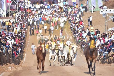 Pune : Bailgada Sharyat (Bullock Race) organized at Nanoli Village ...