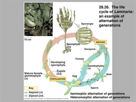 PPT - 28.3 A phylogenetic hypothesis of eukaryotes (see book page 578) PowerPoint Presentation ...