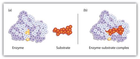 18.6 Enzyme Action | The Basics of General, Organic, and Biological Chemistry