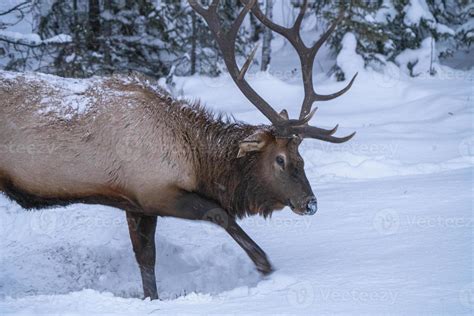 Winter Elk Wallpapers - Top Free Winter Elk Backgrounds - WallpaperAccess