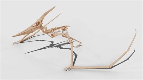 3D model Pteranodon Skeleton 3D model VR / AR / low-poly | CGTrader